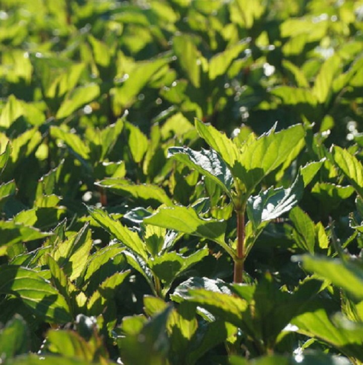 Bergamotte-Minzöl (Mentha Citrataöl) naturrein    100ml