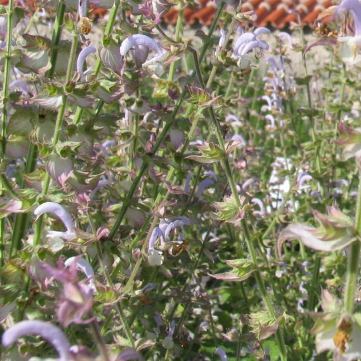 Muskatellersalbeiöl, naturrein 1Liter