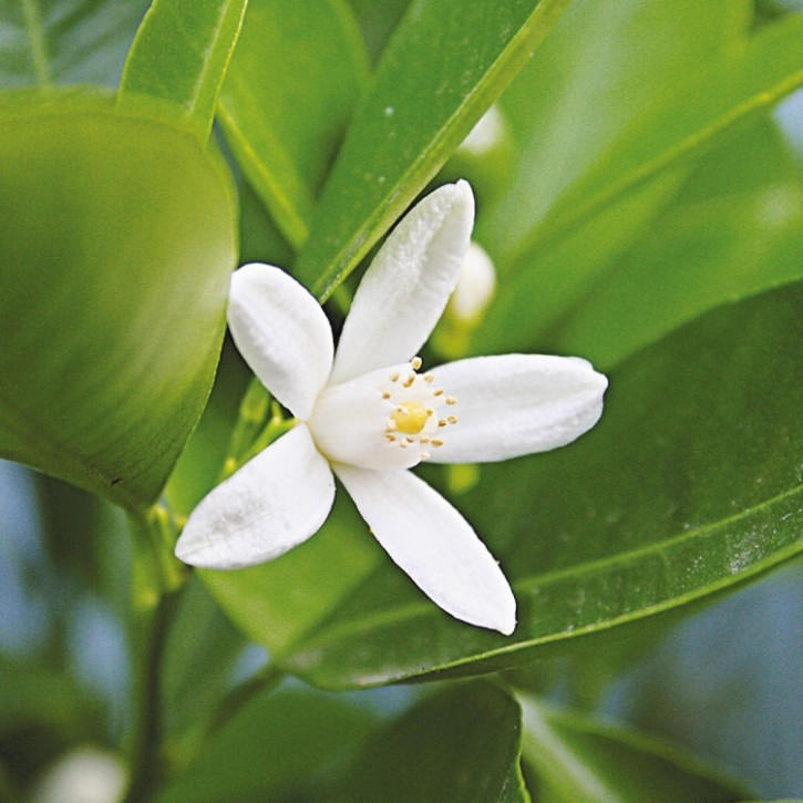 Parfümöl Neroli Blossom     500ml