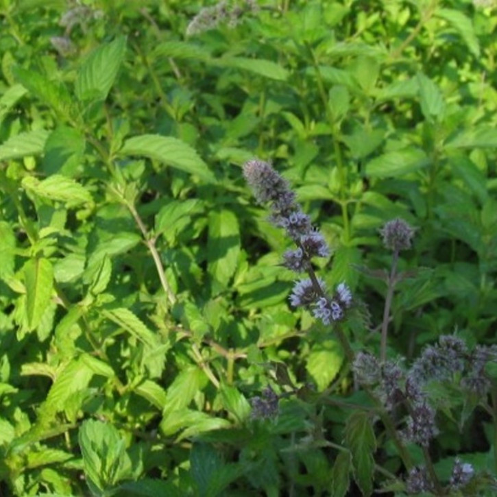 Pfefferminzöl, naturrein (Mentha piperita) 1Liter