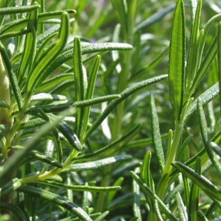 Rosmarinöl naturidentisch, ätherisch