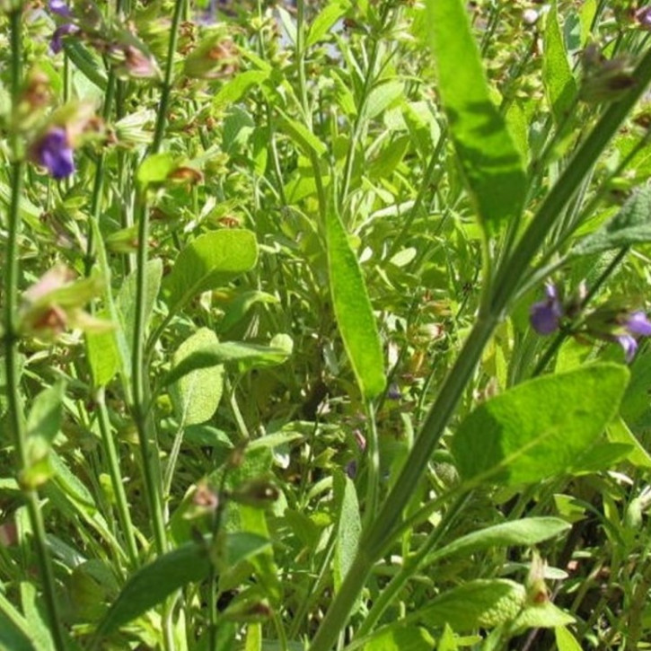 Salbeiöl (spanisch) naturidentisch, ätherisch