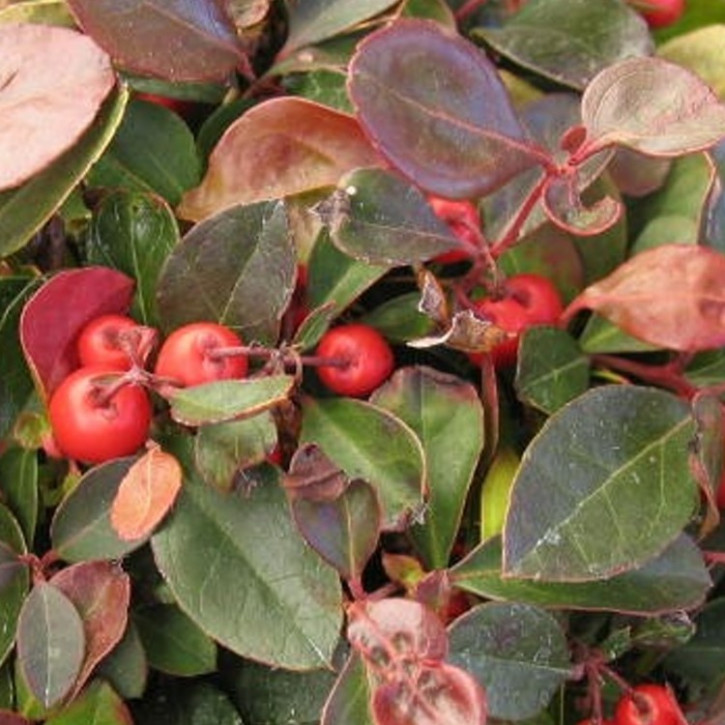 Wintergrünöl, naturrein 1Liter