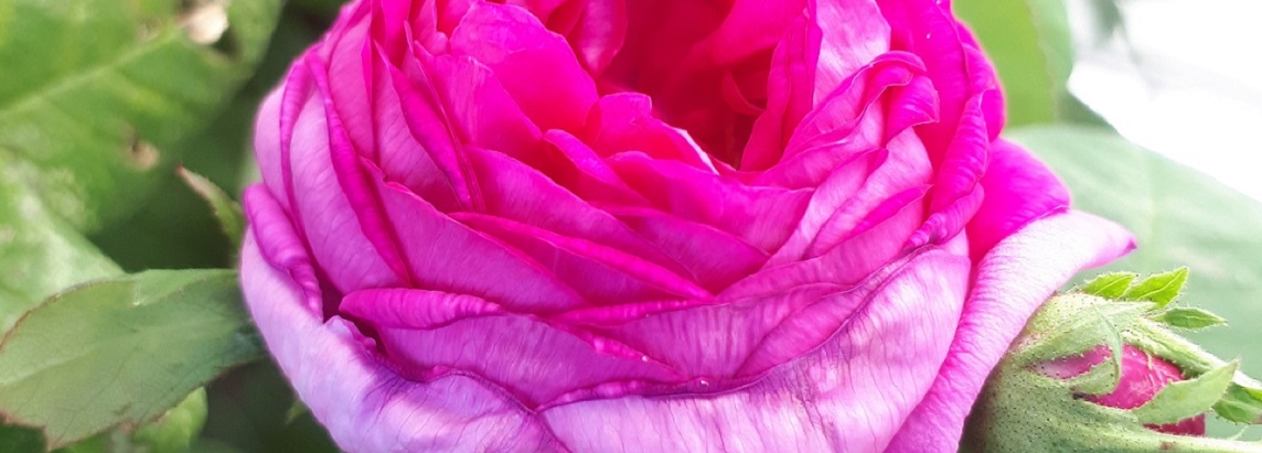 Parfumöl Rose Flower