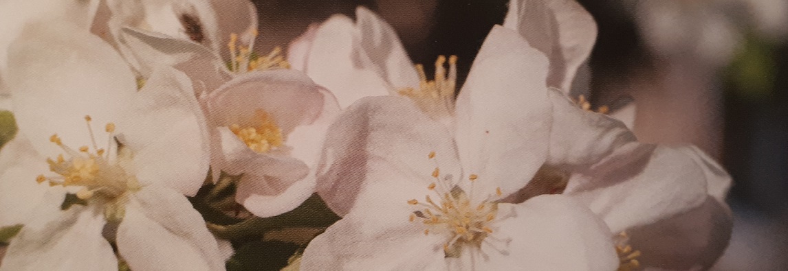 Parfumöl Apple Blossom