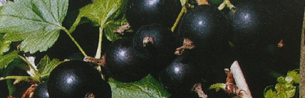 Parfumöl Jostabeere Parfumöl Jostabeere