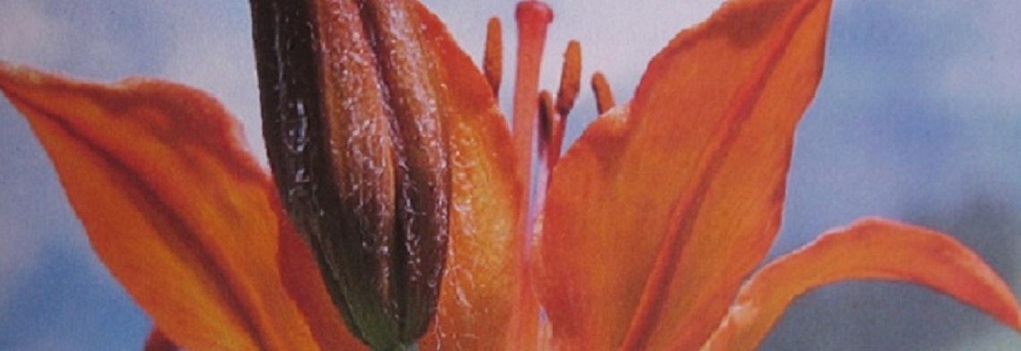 Parfumöl Wonderful Lily Parfumöl Wonderful Lily