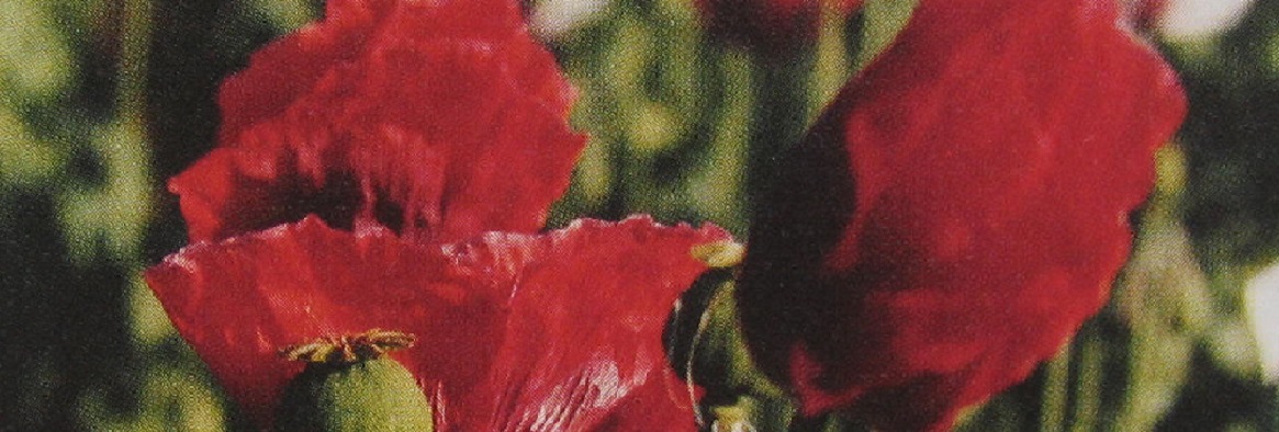 Parfumöl Mohnblüte Parfumöl Mohnblüte