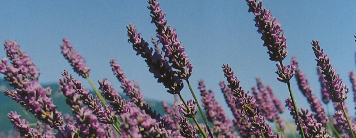 Parfumöl Provence im Sommer Parfumöl Provence im Sommer