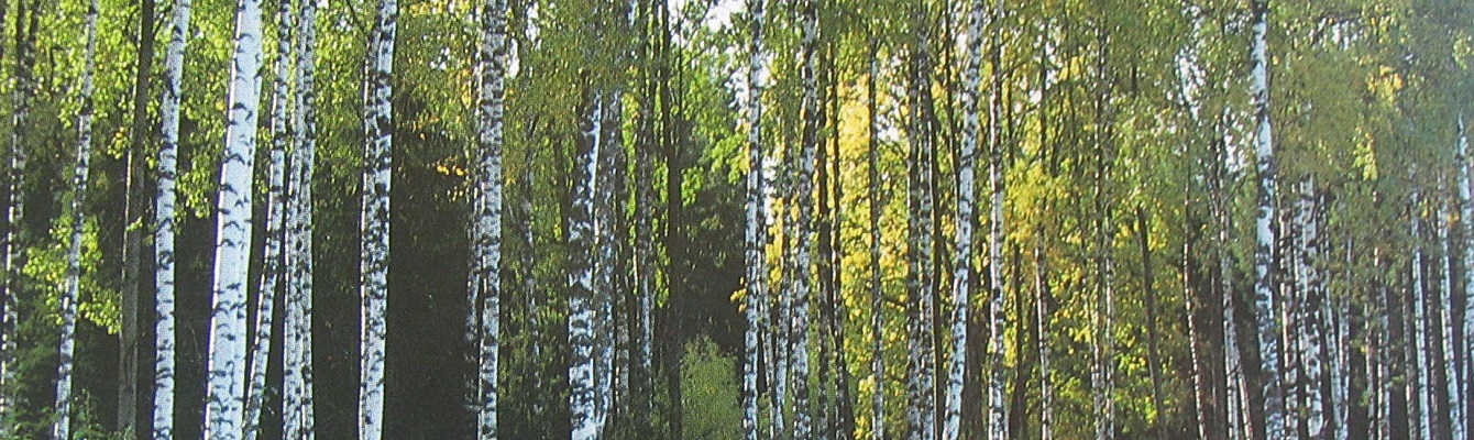 Ätherisches Öl Finnische Birke, naturidentisch