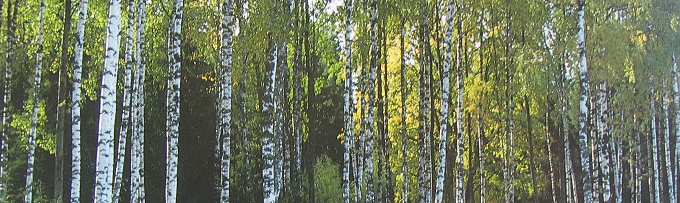 Birkenblätter BIO gemahlen Birkenblätter BIO gemahlen