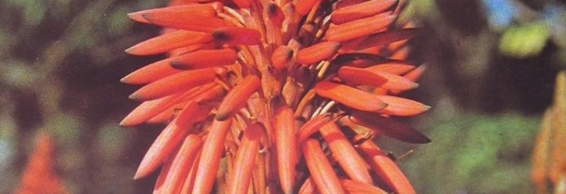 Parfumöl Extreme Aloe Blossom