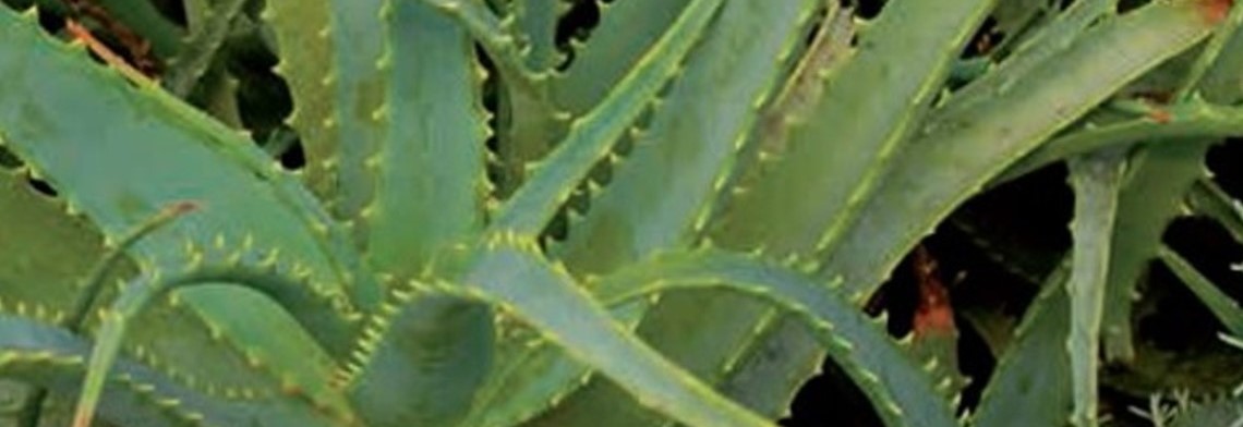 Aloe Vera Pulver 200:1