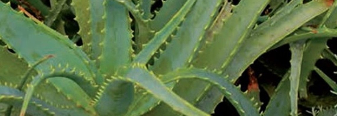 Aloe Vera 10fach (1:10), flüssig Aloe Vera 10fach (1:10), flüssig
