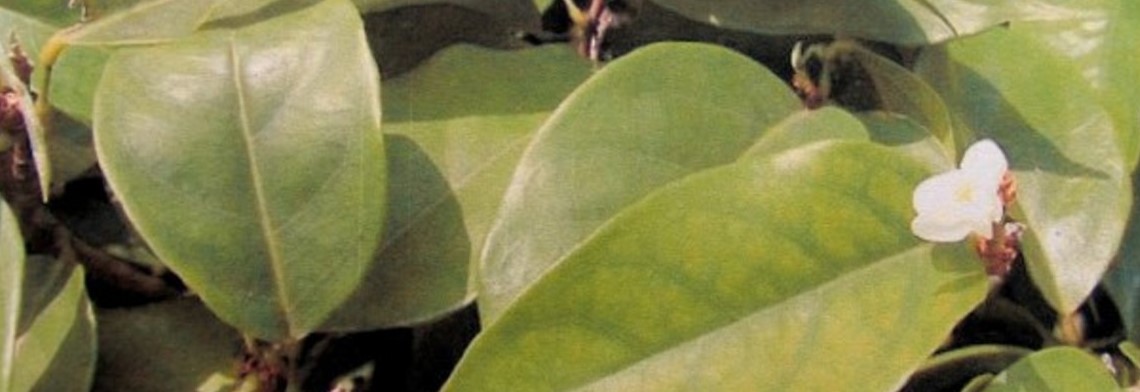 Ätherisches Amyrisöl, naturrein Ätherisches Amyrisöl, naturrein