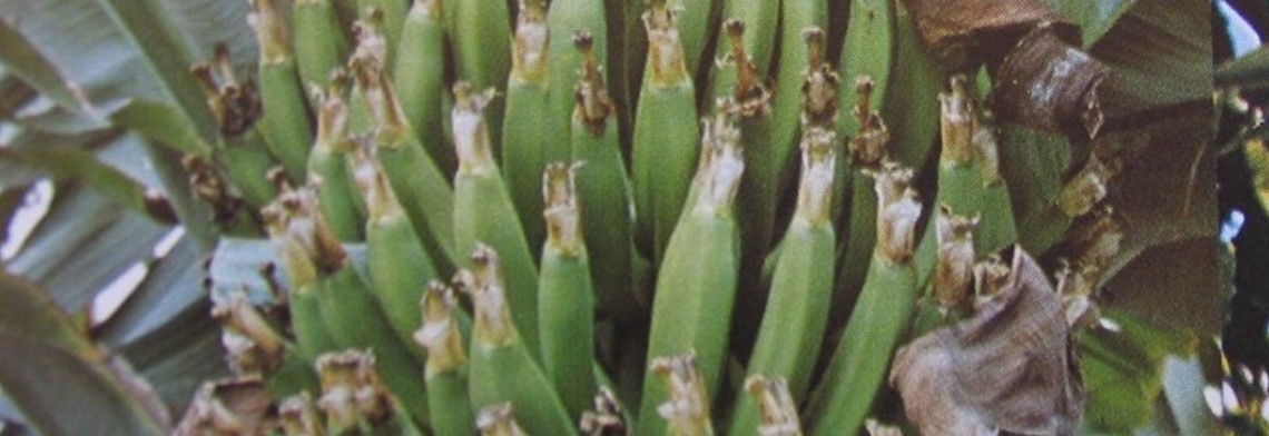 Parfumöl Banane Parfumöl Banane