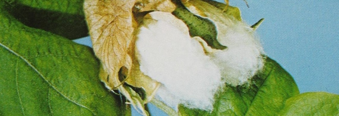 Baumwollsaatöl raffiniert (Cottonöl) Baumwollsaatöl raffiniert (Cottonöl)