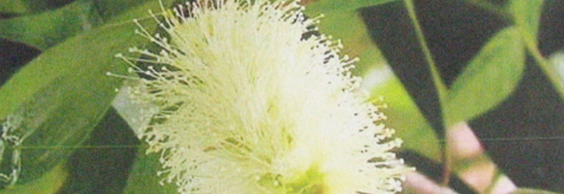 Ätherisches Cajeputöl, naturrein Ätherisches Cajeputöl, naturrein