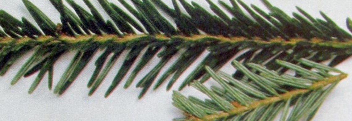 Ätherisches Edeltannenöl naturrein Ätherisches Edeltannenöl naturrein