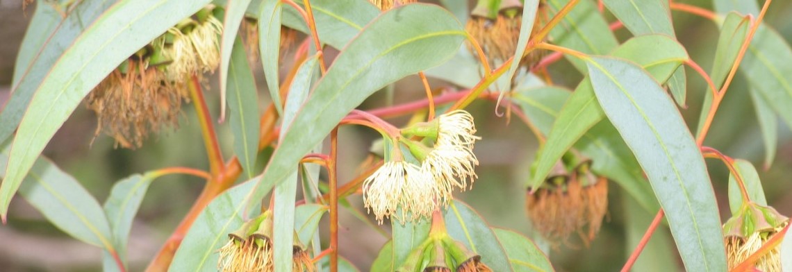 Ätherisches Eucalyptus-Citriodora-Öl naturrein (Zitronen-Eukalyptus)