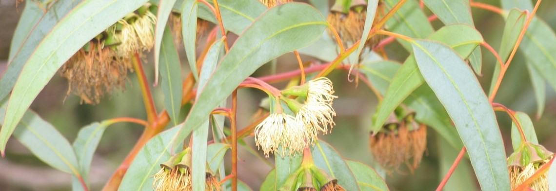 Ätherisches Eucalyptus-Citriodora-Öl naturrein (Zitronen-Eukalyptus) Ätherisches Eucalyptus-Citriodora-Öl naturrein (Zitronen-Eukalyptus)