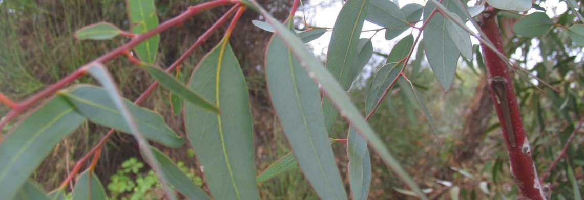 Ätherisches Eucalyptusöl naturrein (Eukalyptusöl) Ätherisches Eucalyptusöl naturrein (Eukalyptusöl)