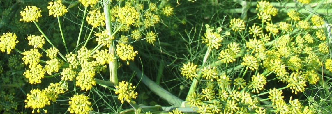 Ätherisches Fenchelöl süß naturrein Ätherisches Fenchelöl süß naturrein