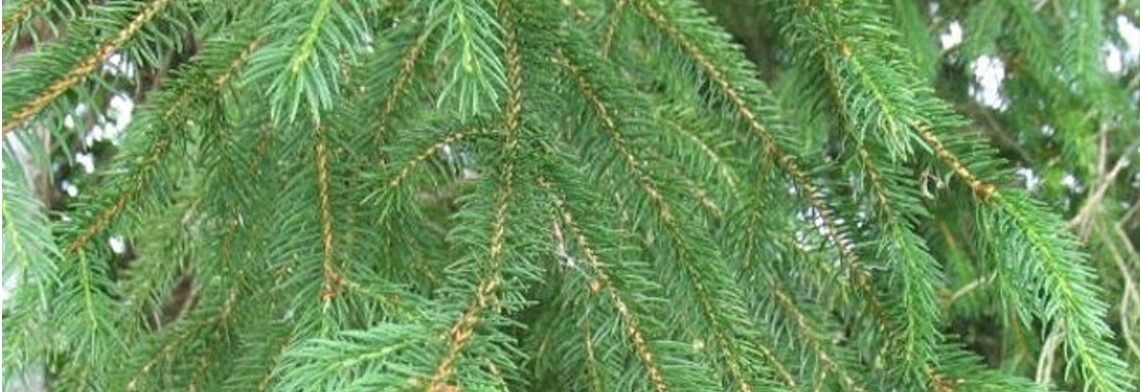 Ätherisches Fichtennadelöl naturrein Ätherisches Fichtennadelöl naturrein
