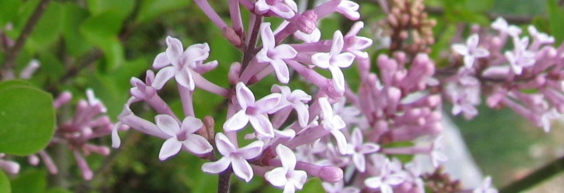 Parfumöl Lilas en Fleur "neu" (duftender Flieder) Parfumöl Lilas en Fleur "neu" (duftender Flieder)