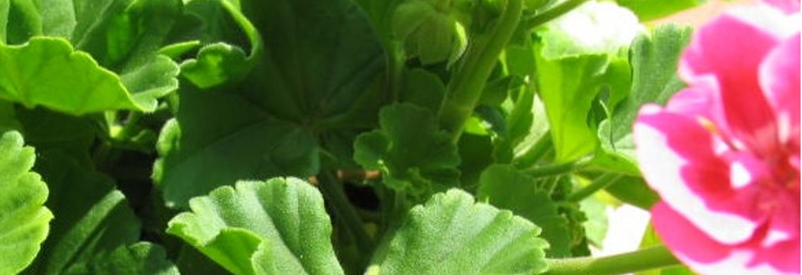 Ätherisches Geranienöl naturrein "Rosengeranie"