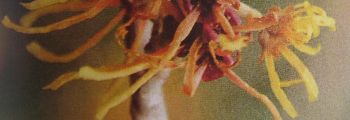 Hamamelis Hydrolat (Hamamelis Destillat) Hamamelis Hydrolat (Hamamelis Destillat)