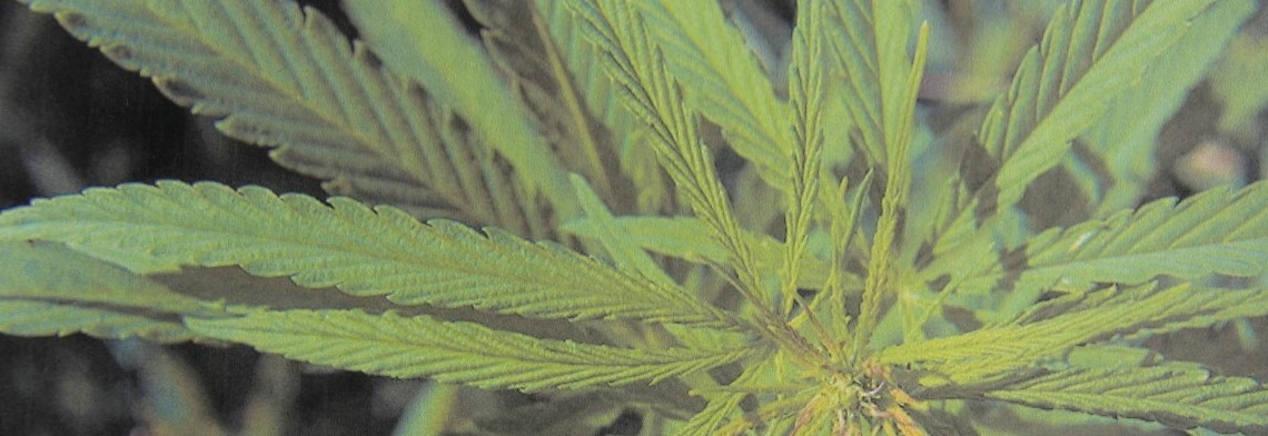 Hanfsaatöl (Hanföl) kaltgepresst BIO Hanfsaatöl (Hanföl) kaltgepresst BIO