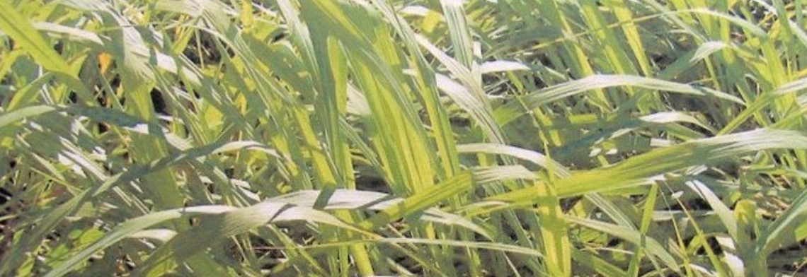 Ätherisches Citronellaöl naturidentisch Ätherisches Citronellaöl naturidentisch