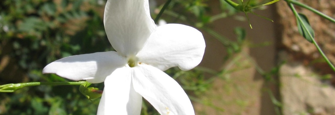 Ätherisches Jasminöl naturidentisch Ätherisches Jasminöl naturidentisch