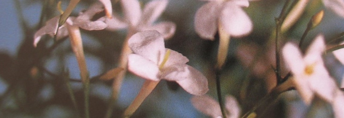 Parfumöl Jasminblüte Parfumöl Jasminblüte