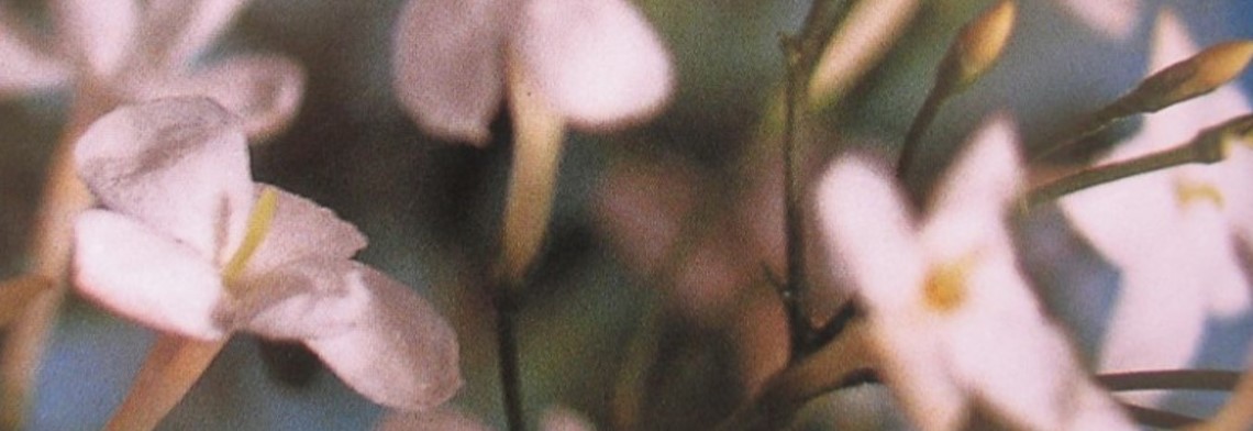 Jasminöl naturidentisch Jasminöl naturidentisch