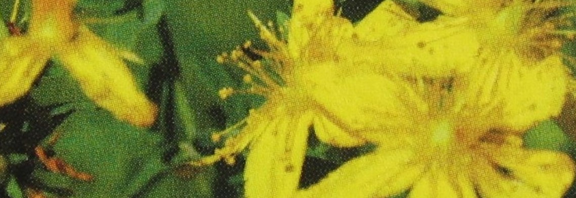 Johanniskrautöl bio Johanniskrautöl bio
