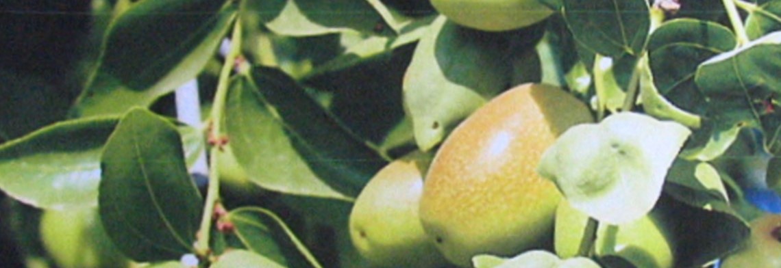 Jojobaöl kaltgepresst BIO, goldgelb Jojobaöl kaltgepresst BIO, goldgelb