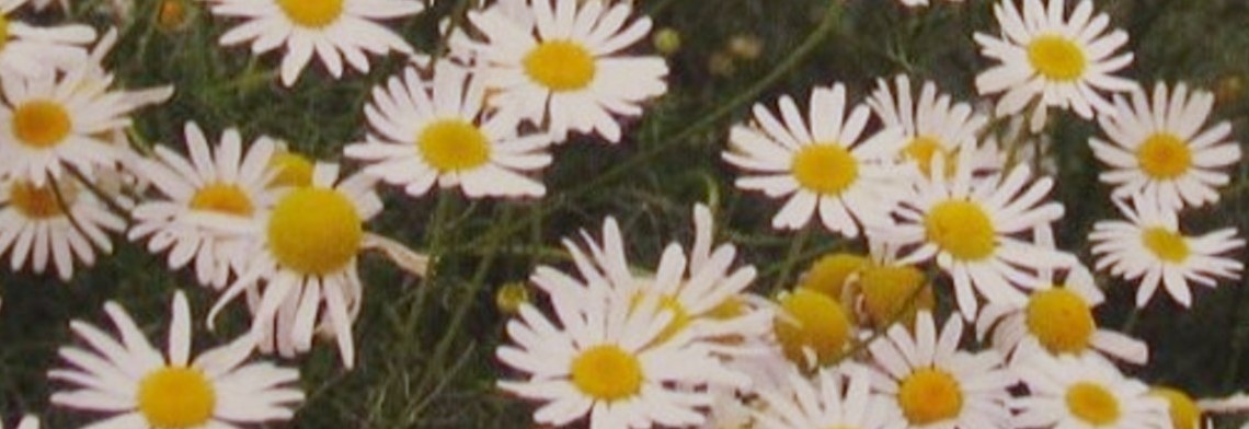 Parfumöl Kamille N Parfumöl Kamille N