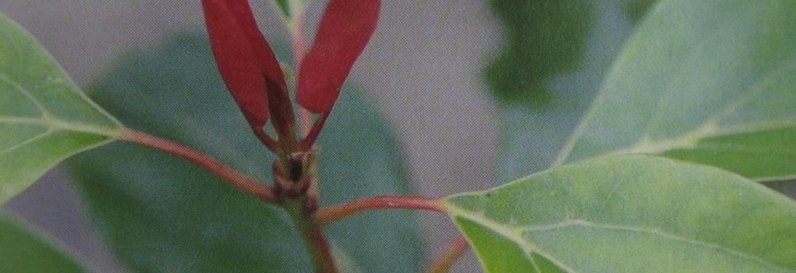 Ätherisches Zimtblätteröl naturrein