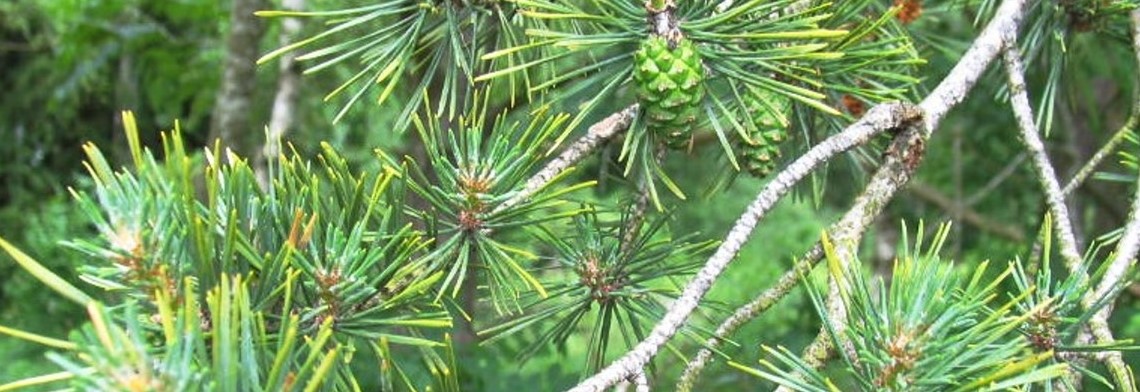 Ätherisches Kiefernadelöl naturrein