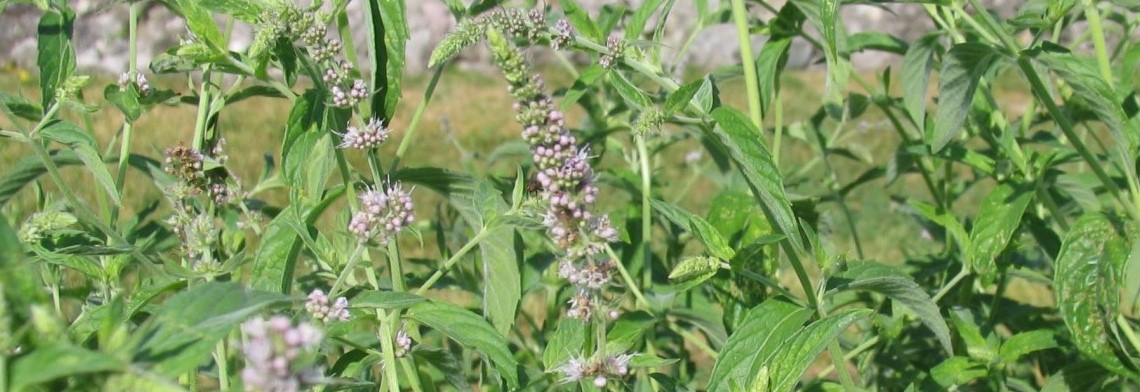 Ätherisches Krauseminzöl USA, naturrein Ätherisches Krauseminzöl USA, naturrein