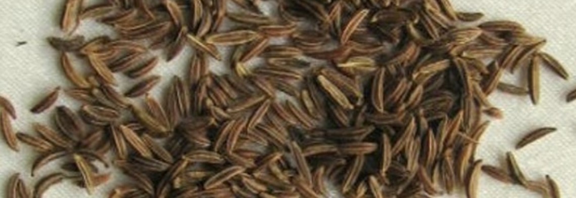Kümmelöl naturrein Kümmelöl naturrein