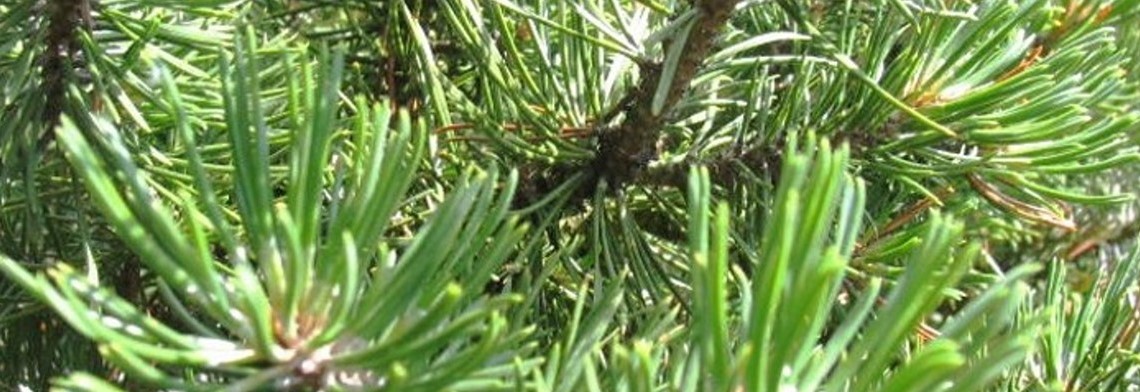 Ätherisches Latschenkiefernöl naturidentisch Ätherisches Latschenkiefernöl naturidentisch