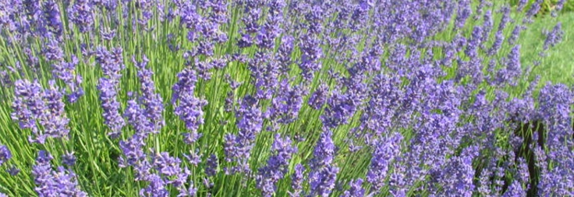 Ätherisches Lavandinöl naturrein Ätherisches Lavandinöl naturrein