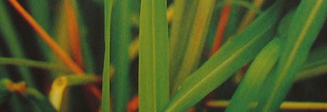 Ätherisches Lemongrasöl naturrein (Zitronengrasöl) Ätherisches Lemongrasöl naturrein (Zitronengrasöl)