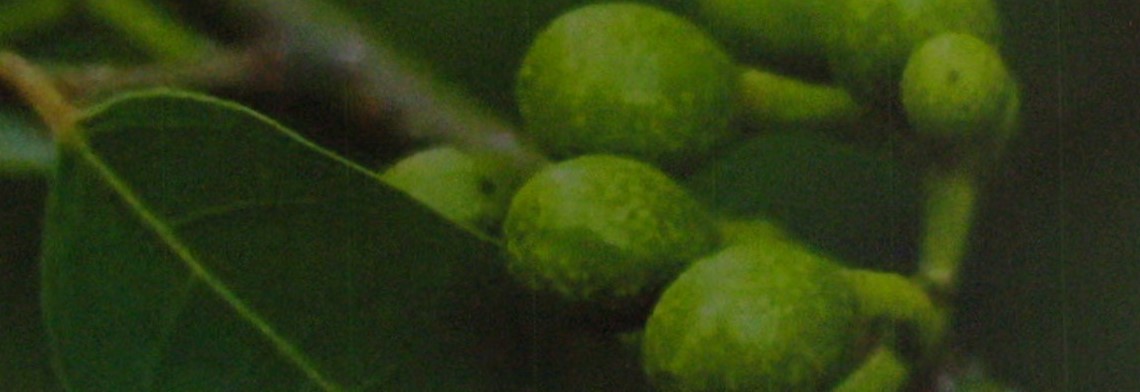 Ätherisches Litsea-Cubeba-Öl naturrein Ätherisches Litsea-Cubeba-Öl naturrein