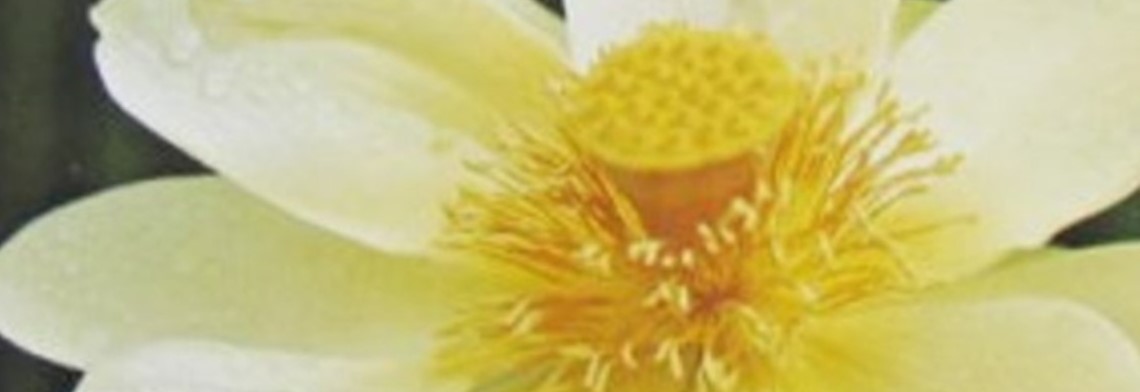 Parfümöl Lotus Blossom Parfümöl Lotus Blossom