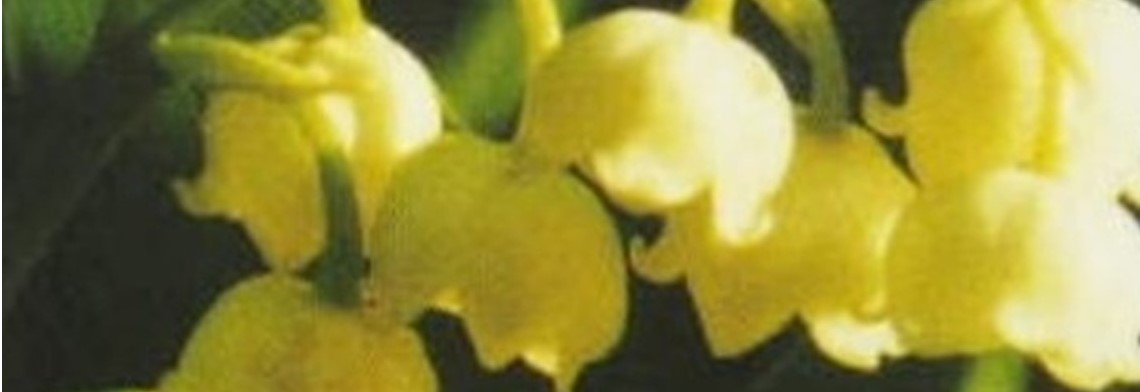 Parfumöl Maiglöckchenblüte Parfumöl Maiglöckchenblüte