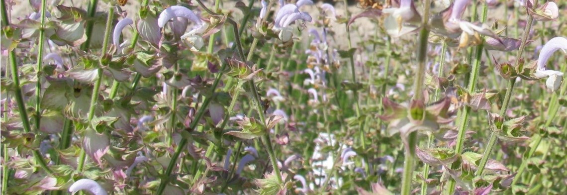 Ätherisches Muskatellersalbeiöl naturrein Ätherisches Muskatellersalbeiöl naturrein